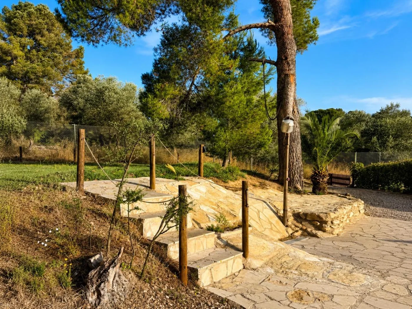 El campo y los pinos de la finca